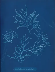 Cladostephus verticillatus