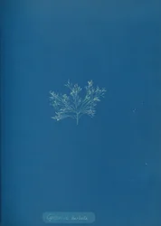 Cystoseira barbata, um 1853