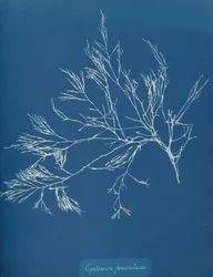 Cystoseira fæniculacea, ca. 1853