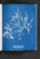 Cystoseira foeniculacea, aus „Photographs of British Algae: Cyanotype Impressions“, veröffentlicht 1843-53
