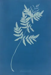 Osmunda Rigalis (Australien)