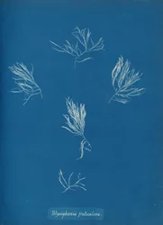 Polysiphonia fruticulosa, ca. 1853