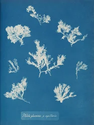 Ptilota plumosa. ß capillaris, ca. 1853
