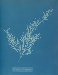 Sargassum bacciferum, ca. 1853