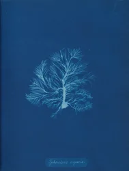 Sphacelaria scoparia