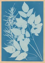 Spiraea aruncus (Tirol)