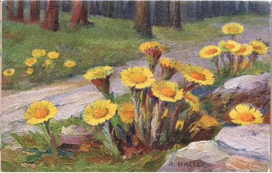 Huflattich, Postkarte, 1940er Jahre