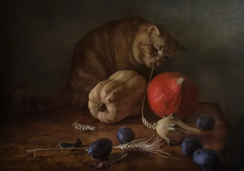 Neugierige Katze Ernte