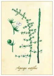 Asparagus acutifolius (2015)