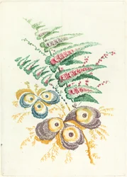 Fantastische Blumen mit Austernschalenblüten, ca. 1795