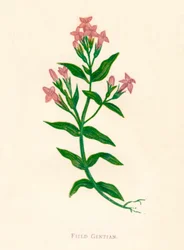 Feld-Enzian, um 1891, 1891