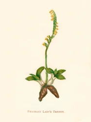 Duftende Damenhaare, ca. 1891