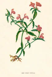 Roter Hanfnessel, um 1891