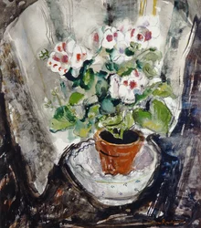 Pelargonie