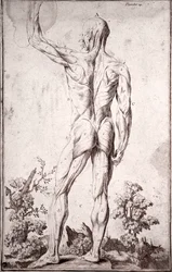 Anatomische Studie des menschlichen Muskelsystems (Gravur)