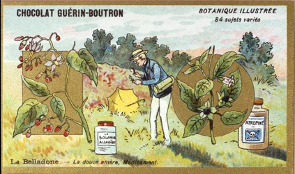 Belladonna: die bittersüße Medizin. Gravur (Chromo). Werbechromolithographie für Guerin-Boutron-Schokoladen, späte 19. Jahrhundert. Illustrierte Botanische Serie