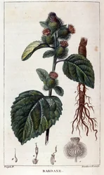 Botanische Tafel: Klette (Arctium). Farbgravur aus dem 19. Jahrhundert
