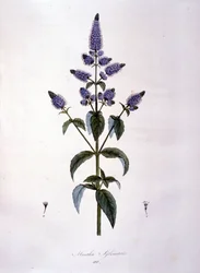 Botanische Tafel: Wilde Minze (Mentha sylvestris). Gravur des 19. Jahrhunderts