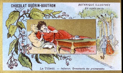 Linde: Aufguss, Spaziergangsornamente. Chromolithographie-Werbung für Guerin-Boutron-Schokoladen, späte 19. Jahrhundert. Illustrierte Botanische Serie