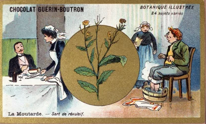 Senf dient als Reizmittel. Gravur (Chromo). Werbe-Chromolithographie für Guerin-Boutron-Schokoladen, Ende des 19. Jahrhunderts. Illustree Botanische Serie