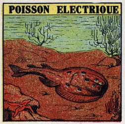 Physiologische Effekte von Elektrizität: Elektrischer Fisch. Anonyme Illustration von 1925. Private Sammlung.