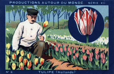 Produktionen rund um die Welt: Tulpe in Holland. Chromolithografie von 1933 im „Joseph-Milliat-Album“