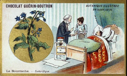 Die Borretsch, schweißtreibend. Chromolithographie-Werbung für Guerin-Boutron-Schokoladen, späte 19. Jahrhundert. Illustrierte Botanische Serie