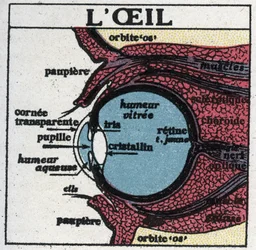 Das Auge: Querschnitt eines menschlichen Auges. Anonyme Illustration von 1925. Private Sammlung.