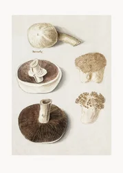 Gewöhnlicher Wiesenchampignon, Agaricus campestris stehend