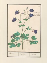 Akelei (Aquilegia)