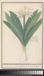 Amaryllis (Hippeastrum)