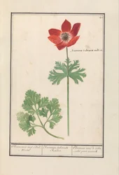 Anemone