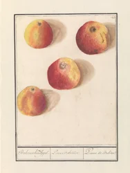 Böhmischer Apfel