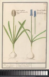 Blaue und weiße Traubenhyazinthen