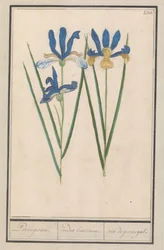 Blaue Schwertlilie (Iris sibirica)