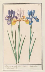 Iris (Iris sibirica)