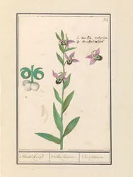 Lachende Hummel-Orchidee (Ophrys bombyliflora) und Anemonen (Anemone)