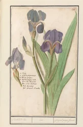 Purpur-Iris (Iris germanica)