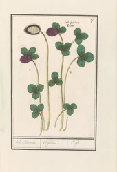 Roter Klee (Trifolium pratense)