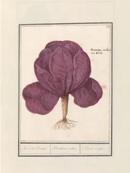 Rotkohl (Brassica oleracea convar. capitata var. rubra)
