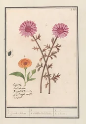 Rosa Blume (unbekannt) und Ringelblume (Calendula officinalis)