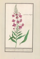 Schmalblättriges Weidenröschen (Chamerion angustifolium)