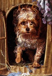 Darby, ein Yorkshire Terrier