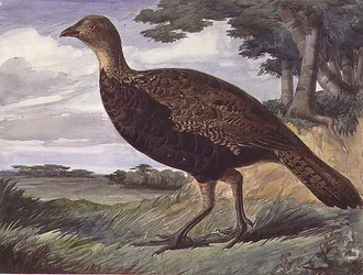Fasan und Grauhuhn-Hybrid