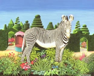 Zebra im Garten, 1977
