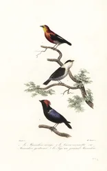Manakin-Arten
