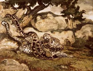 Ein Python tötet einen Tiger