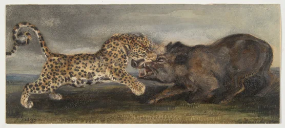 Leopard im Kampf mit einem Wildschwein
