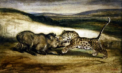 Panther kämpft mit einem Wildschwein