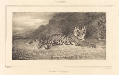 Studie eines Tigers